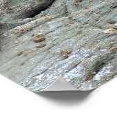 Seal Pup Trio Poster (Hoek)