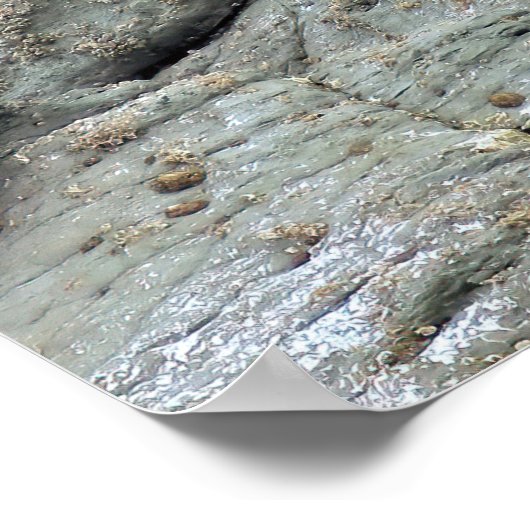 Seal Pup Trio Poster (Hoek)