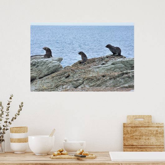 Seal Pup Trio Poster (Keuken)