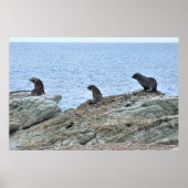 Seal Pup Trio Poster (Voorkant)