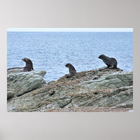 Seal Pup Trio Poster (Voorkant)