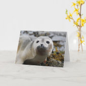 Seal Pup Wenskaart Kaart (Gele Bloem)