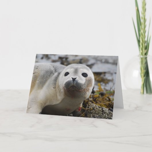 Seal Pup Wenskaart Kaart (Voorkant)