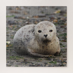 Seal Puzzle Legpuzzel