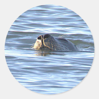 Seal Swimming in Ocean Stickers