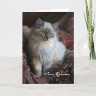 Seal Tabby Ragdoll Feestdagen Kaart