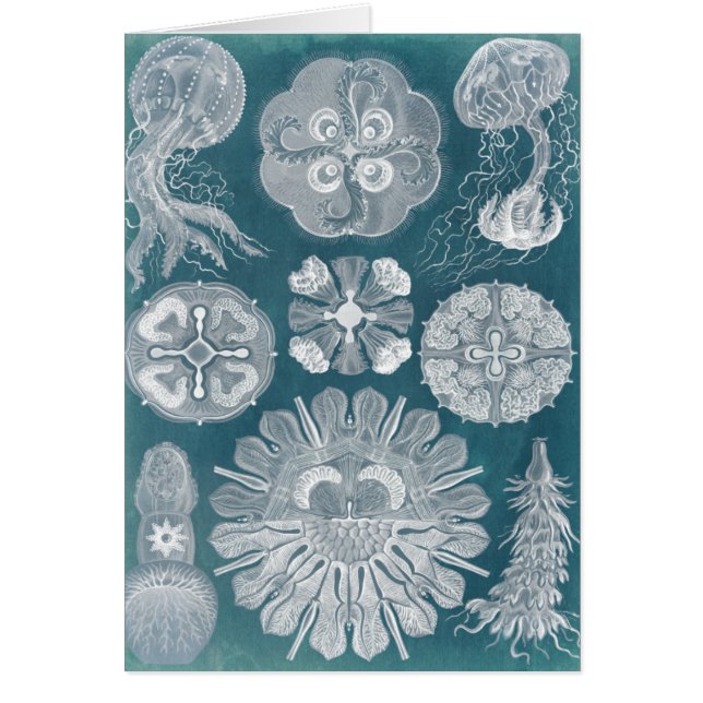 Sealife Blueprint IV (Voorkant)