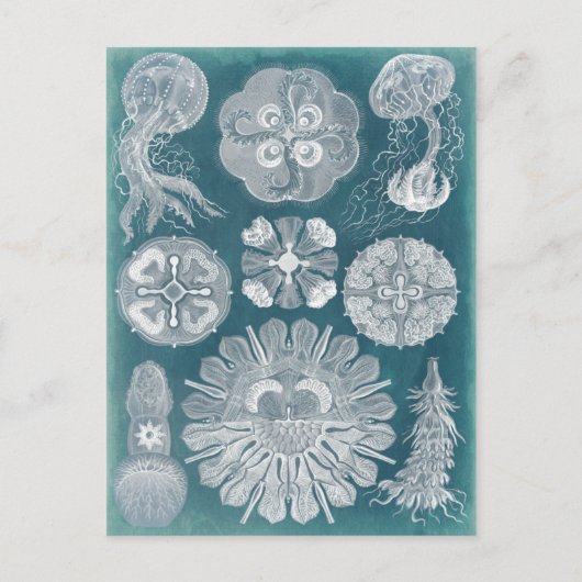 Sealife Blueprint IV Briefkaart (Voorkant)