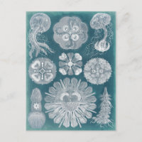 Sealife Blueprint IV