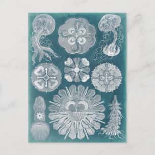 Sealife Blueprint IV Briefkaart
