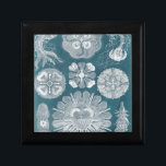 Sealife Blueprint IV Cadeaudoosje<br><div class="desc">Mariene Leven</div>