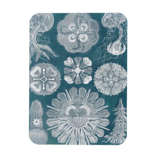 Sealife Blueprint IV Magneet (Verticaal)