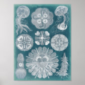 Sealife Blueprint IV Poster (Voorkant)