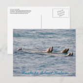 Sealion Family, Unalaska Island Briefkaart (Voorkant / Achterkant)
