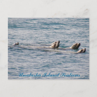 Sealion Family, Unalaska Island Briefkaart