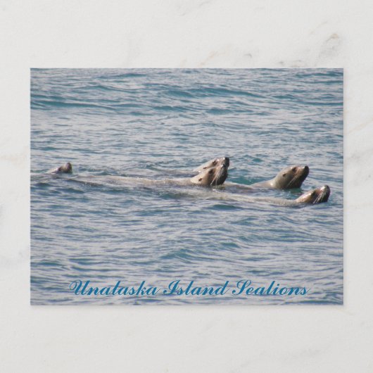 Sealion Family, Unalaska Island Briefkaart (Voorkant)