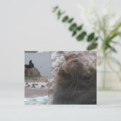 Seals Close up Peru Collage DIY Postcard Feestdagenkaart (Staand voorkant)