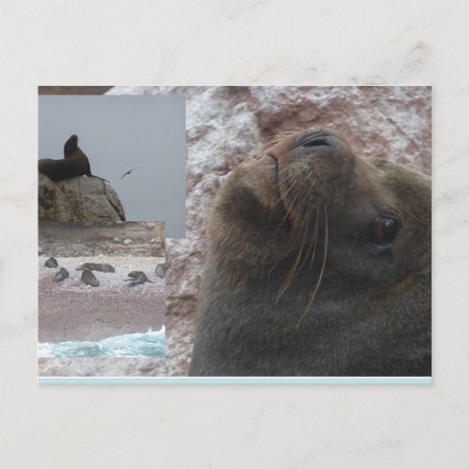 Seals Close up Peru Collage DIY Postcard Feestdagenkaart (Voorkant)