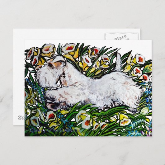 Sealyham Terrier Daffodils Briefkaart (Voorkant / Achterkant)