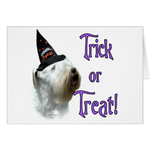 Sealyham Terrier Trick