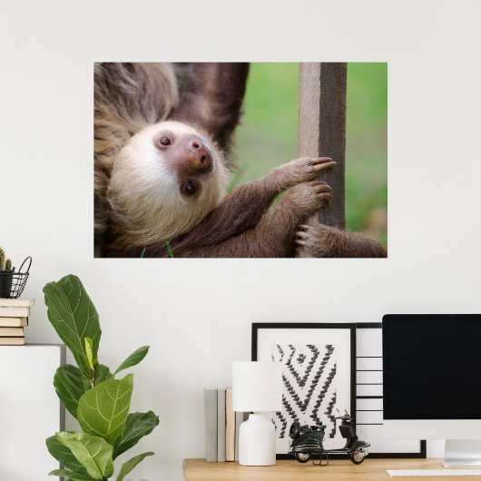 Sean Graesser Sloth Poster (Thuiskantoor)