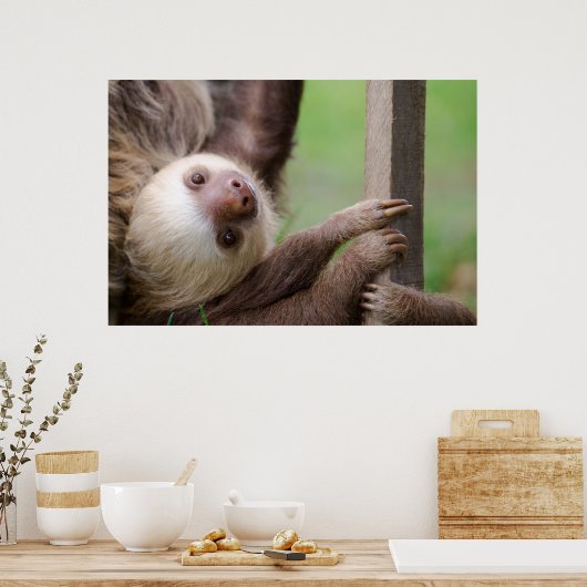 Sean Graesser Sloth Poster (Keuken)