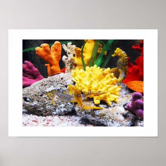 Seapaarden Poster (Voorkant)