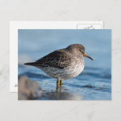 Searching Rock Sandpiper Briefkaart (Voorkant / Achterkant)