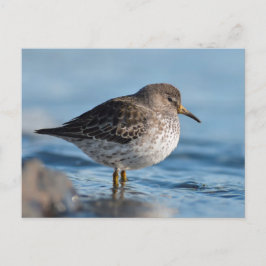 Searching Rock Sandpiper Briefkaart