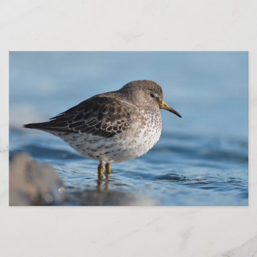 Searching Rock Sandpiper Briefpapier (Voorkant)