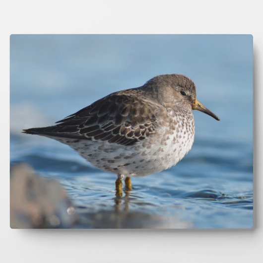 Searching Rock Sandpiper Fotoplaat (Voorkant)
