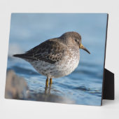 Searching Rock Sandpiper Fotoplaat (Zijkant)