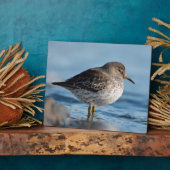 Searching Rock Sandpiper Fotoplaat (Zijkant)
