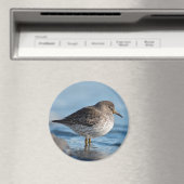 Searching Rock Sandpiper Magneet (Insitu (Vaatwasser))