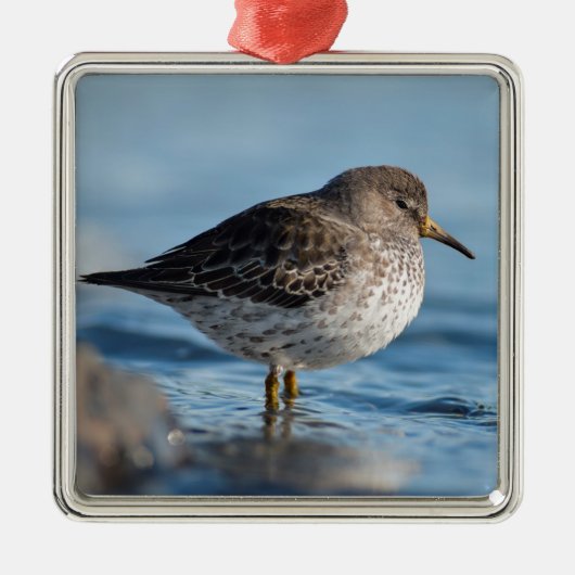 Searching Rock Sandpiper Metalen Ornament (Voorkant)