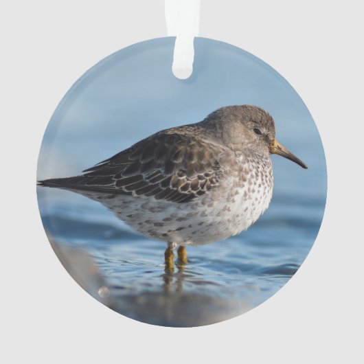 Searching Rock Sandpiper Ornament (achterkant)