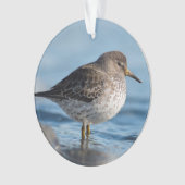 Searching Rock Sandpiper Ornament (voorkant)