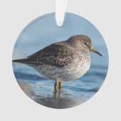 Searching Rock Sandpiper Ornament (voorkant)