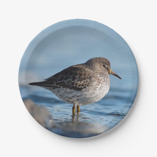 Searching Rock Sandpiper Papieren Bordje (Voorkant)