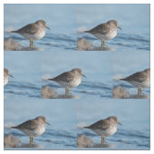Searching Rock Sandpiper Stof (Swatch)