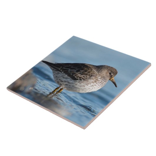 Searching Rock Sandpiper Tegeltje (Zijkant)