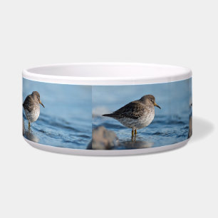 Searching Rock Sandpiper Voerbakje