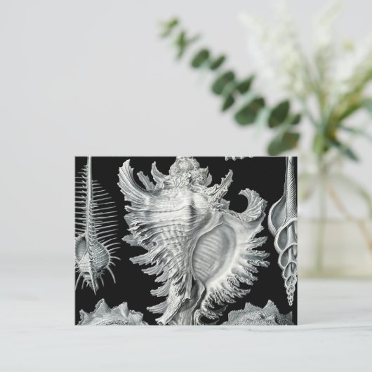  Seashell-afdrukken Briefkaart (Staand voorkant)