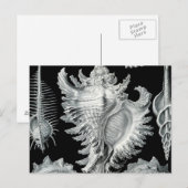Seashell-afdrukken Briefkaart (Voorkant / Achterkant)