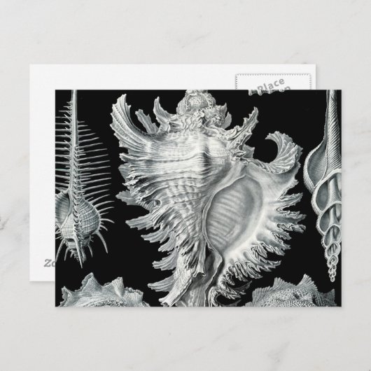  Seashell-afdrukken Briefkaart (Voorkant / Achterkant)