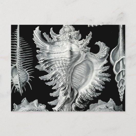 Seashell-afdrukken Briefkaart (Voorkant)