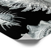 Seashell-afdrukken Poster (Hoek)