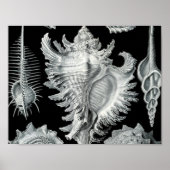  Seashell-afdrukken Poster (Voorkant)