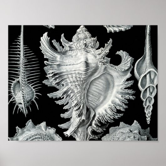 Seashell-afdrukken Poster (Voorkant)
