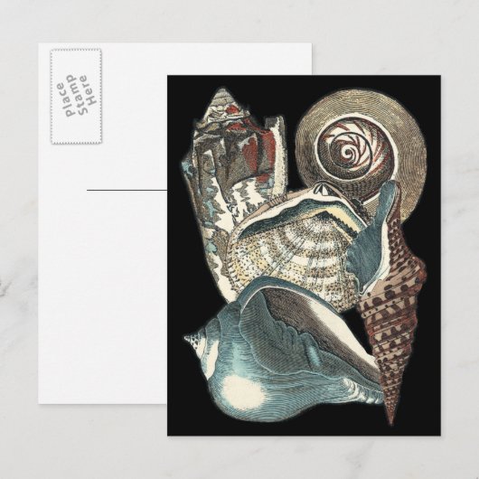 Seashell Anthology Briefkaart (Voorkant / Achterkant)